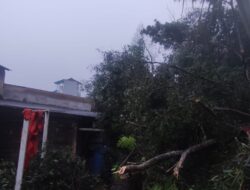 Hujan Deras dan Angin Kencang, Pohon Akasia Tumbang Rusak Atap Rumah Warga Sekupang