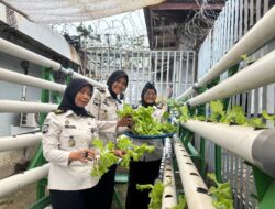 Panen Selada di Lapas Perempuan Batam, Bekal Keterampilan untuk Warga Binaan