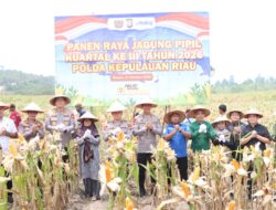 Dukung Swasembada Pangan, Polda Kepri Panen Jagung Bersama Petani Galang